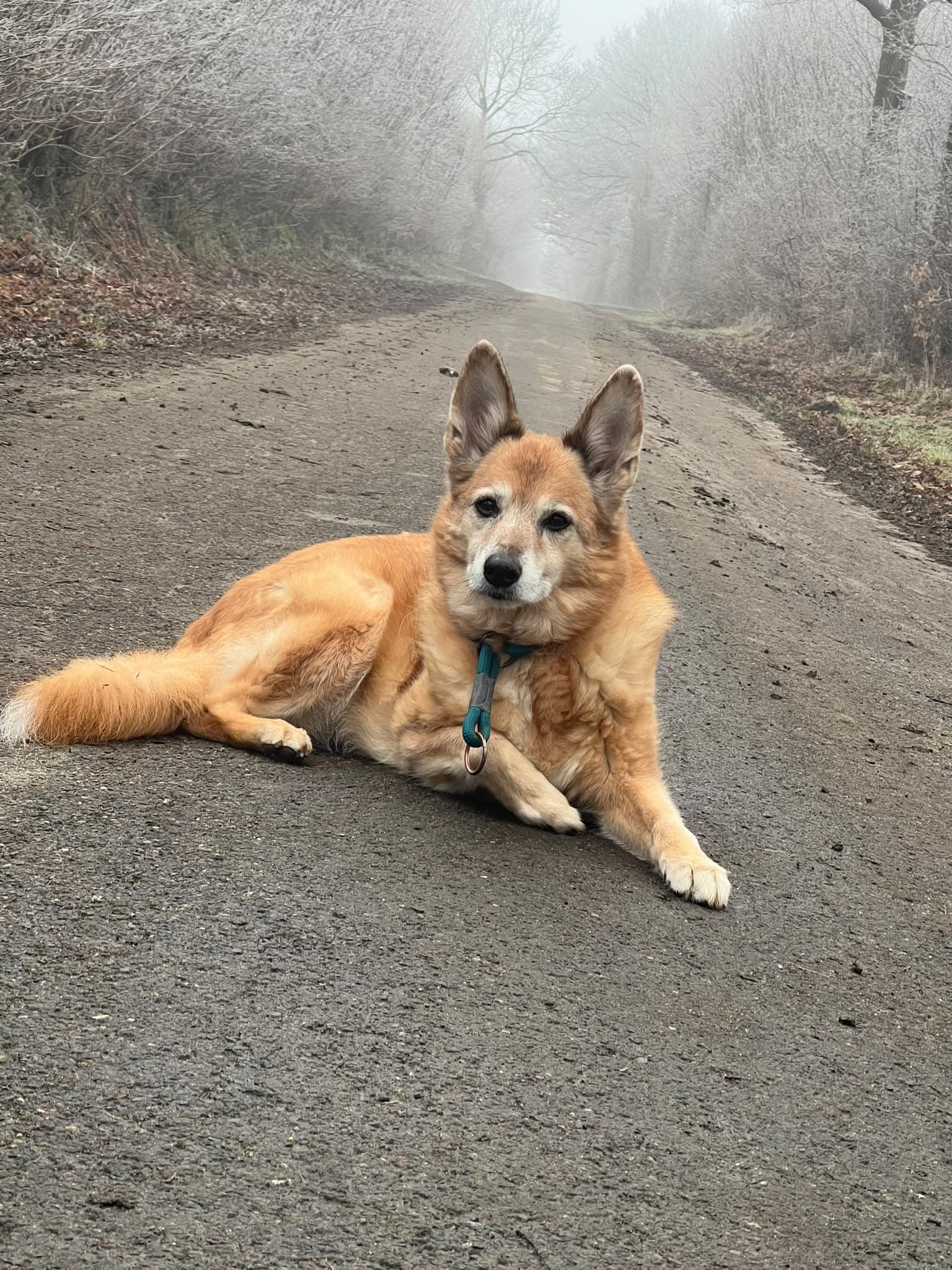 Hündin Kira beim Spaziergang im Winter